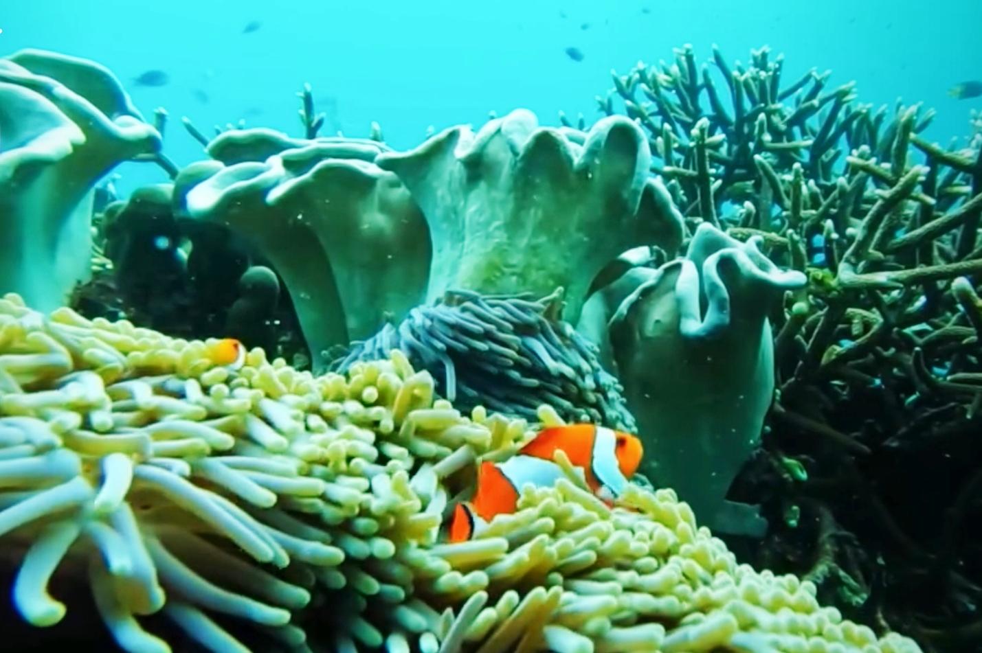 Terumbu Karang Raja Ampat